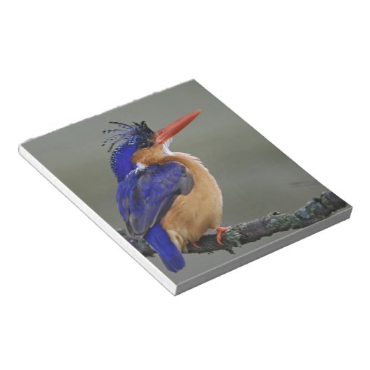 Malachite Kingfisher, Alcedo cristata, Lake Notizblock (angewinkelt)