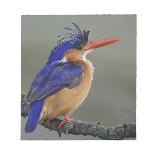 Malachite Kingfisher, Alcedo cristata, Lake Notizblock (Vorderseite)