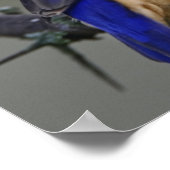 Malachite Kingfisher, Alcedo cristata, Lake Poster (Ecke)