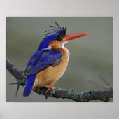 Malachite Kingfisher, Alcedo cristata, Lake Poster (Vorne)