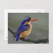 Malachite Kingfisher, Alcedo cristata, Lake Postkarte (Vorne/Hinten)