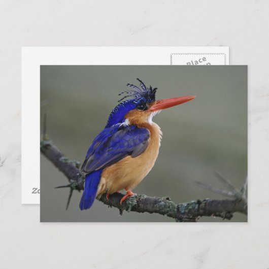 Malachite Kingfisher, Alcedo cristata, Lake Postkarte (Vorne/Hinten)