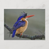 Malachite Kingfisher, Alcedo cristata, Lake Postkarte (Vorderseite)
