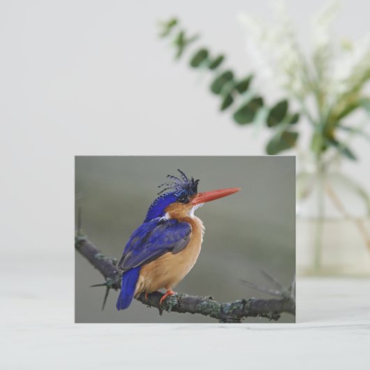 Malachite Kingfisher, Alcedo cristata, Lake Postkarte (Stehend Vorderseite)