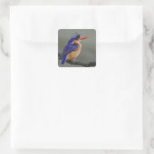 Malachite Kingfisher, Alcedo cristata, Lake Quadratischer Aufkleber (Tasche)