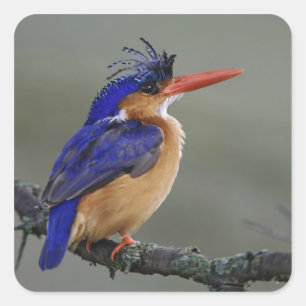 Malachite Kingfisher, Alcedo cristata, Lake Quadratischer Aufkleber