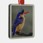 Malachite Kingfisher, Alcedo cristata, Lake Silbernes Ornament (Rechts)