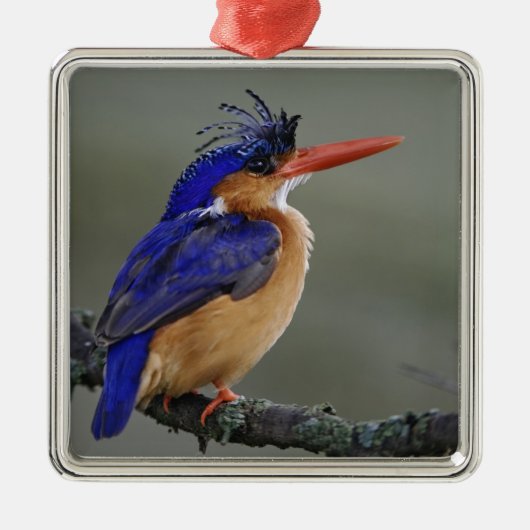Malachite Kingfisher, Alcedo cristata, Lake Silbernes Ornament (Vorne)