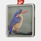 Malachite Kingfisher, Alcedo cristata, Lake Silbernes Ornament (Links)