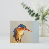 Malachite Kingfisher Postkarte (Stehend Vorderseite)