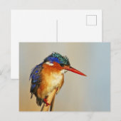 Malachite Kingfisher Postkarte (Vorne/Hinten)
