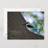 Malachite Kingfisher Südafrika Postkarte (Vorne/Hinten)