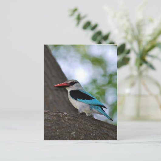 Malachite Kingfisher Südafrika Postkarte (Stehend Vorderseite)