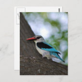 Malachite Kingfisher Südafrika Postkarte (Vorne/Hinten)
