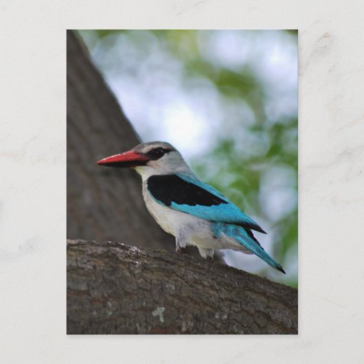 Malachite Kingfisher Südafrika Postkarte (Vorderseite)