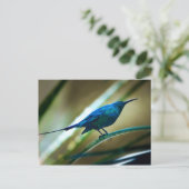 Malachite Sunbird schließt Postkarte (Stehend Vorderseite)