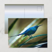 Malachite Sunbird schließt Postkarte (Vorne/Hinten)