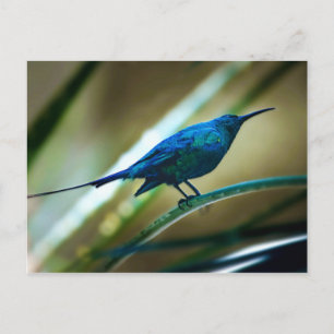 Malachite Sunbird schließt Postkarte