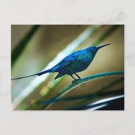Malachite Sunbird schließt Postkarte (Vorderseite)