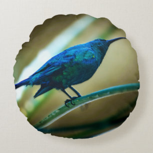 Malachite Sunbird schließt Rundes Kissen
