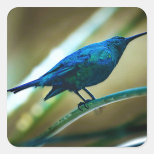 Malachite-Sunbird-Schließung Quadratischer Aufkleber
