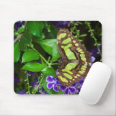 Malachitenschmetterling auf lila Blume Mousepad (Mit Mouse)