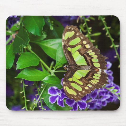 Malachitenschmetterling auf lila Blume Mousepad (Vorne)