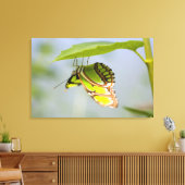 Malachitenschmetterling Leinwanddruck (Insitu (Wohnzimmer))