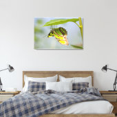 Malachitenschmetterling Leinwanddruck (Insitu (Schlafzimmer))