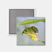 Malachitenschmetterling Magnet (Vorderseite/Rückseite)