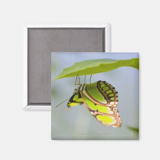 Malachitenschmetterling Magnet (Vorderseite/Rückseite)