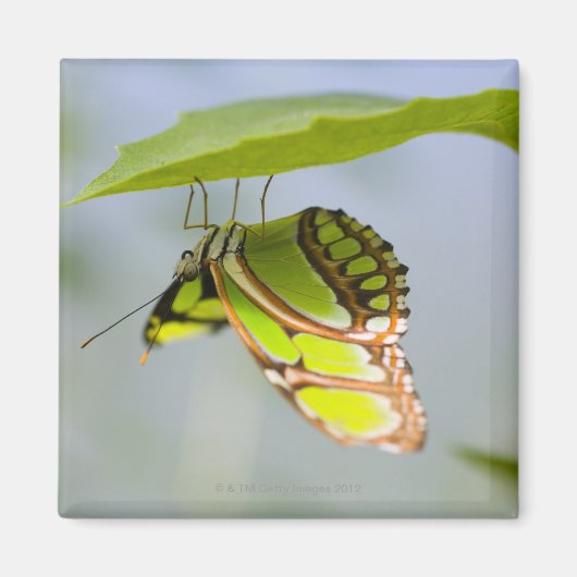Malachitenschmetterling Magnet (Vorne)