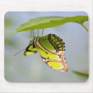 Malachitenschmetterling Mousepad