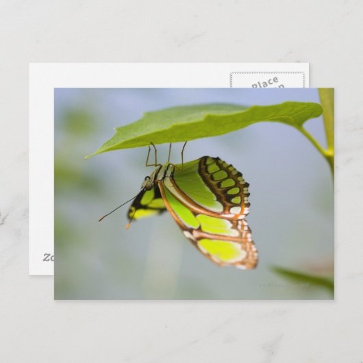 Malachitenschmetterling Postkarte (Vorne/Hinten)