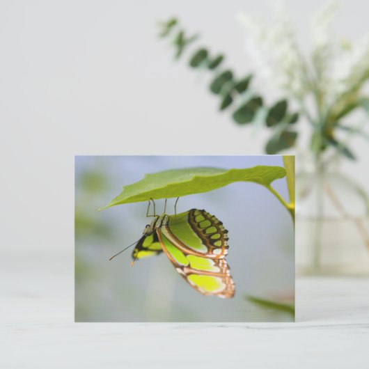 Malachitenschmetterling Postkarte (Stehend Vorderseite)