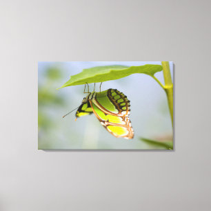 Malachitschmetterling auf Blatt Leinwanddruck