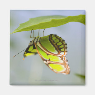 Malachitschmetterling auf Blatt Magnet