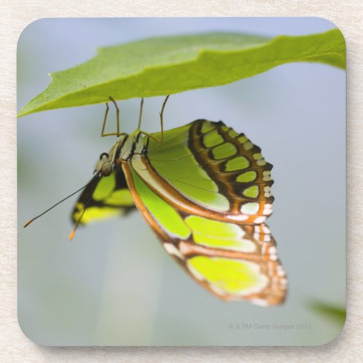 Malachitschmetterling auf Blatt Untersetzer (Vorderseite)