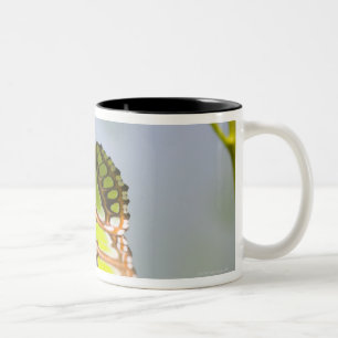 Malachitschmetterling auf Blatt Zweifarbige Tasse