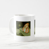 Malachitschmetterling auf einem Blatt Kaffeetasse (Vorderseite Links)