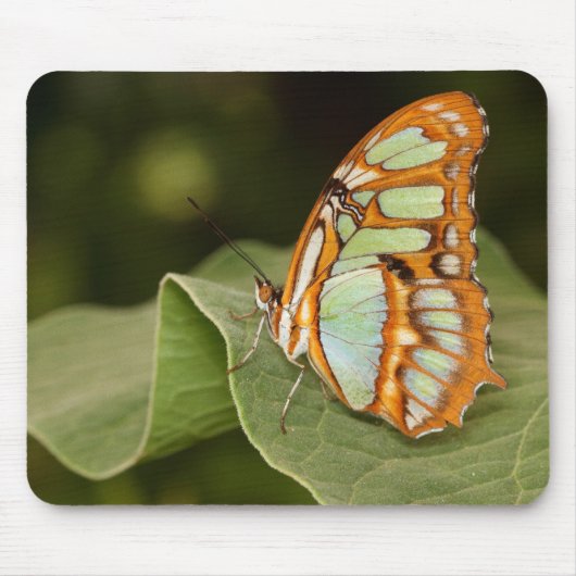 Malachitschmetterling auf einem Blatt Mousepad (Vorne)