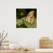 Malachitschmetterling auf einem Blatt Poster (Küche)
