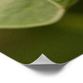 Malachitschmetterling auf einem Blatt Poster (Ecke)