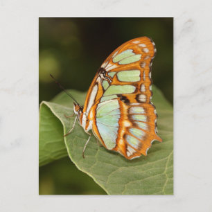 Malachitschmetterling auf einem Blatt Postkarte