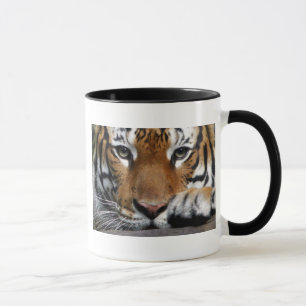 Malaiische Tasse des Tigers #3