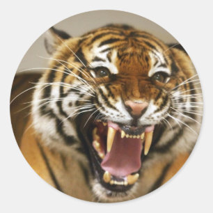 Malaiischer Aufkleber des Tigers #2