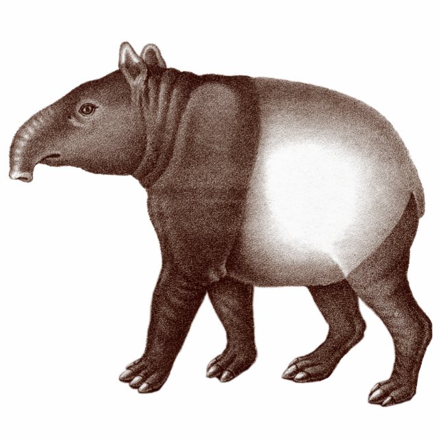 Malaiischer Tapir/asiatischer Tapir-Magnet für Fotoskulptur Magnet (Vorne)