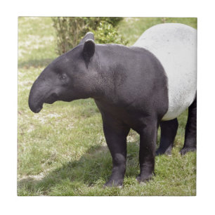 Malaiischer Tapir auf Gras Fliese