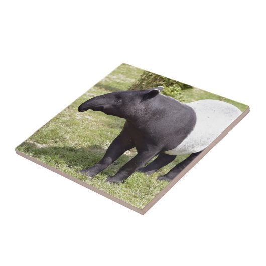 Malaiischer Tapir auf Gras Fliese (Seite)