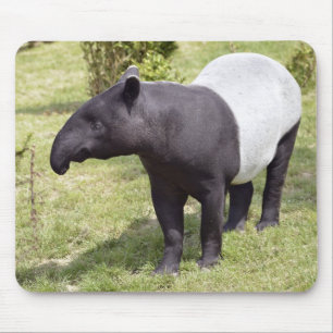 Malaiischer Tapir auf Gras Mousepad